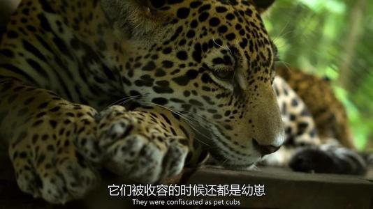 BBC自然世界 丛林动物医院海报剧照
